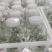 桥头地瓜脱毒苗：高系十四原种苗