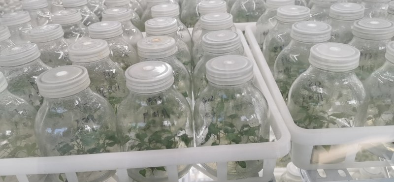 桥头地瓜脱毒苗：高系十四原种苗
