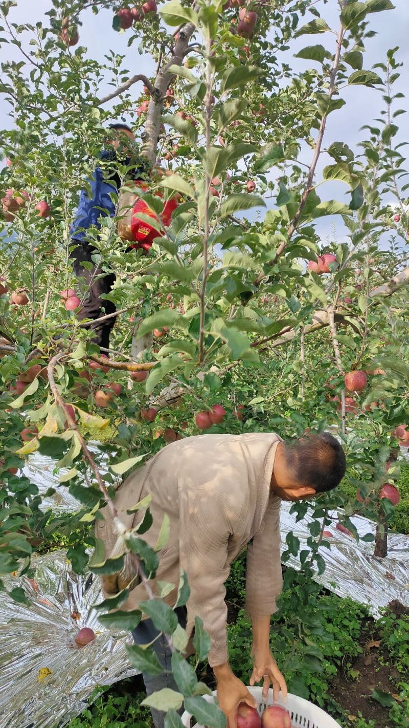 大凉山盐源县冰糖心丑苹果，红富士苹果。专业代办