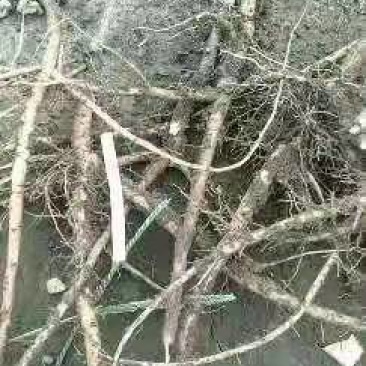 油用牡丹苗，一年苗，两年苗，三年苗，现要现挖，量大优惠！