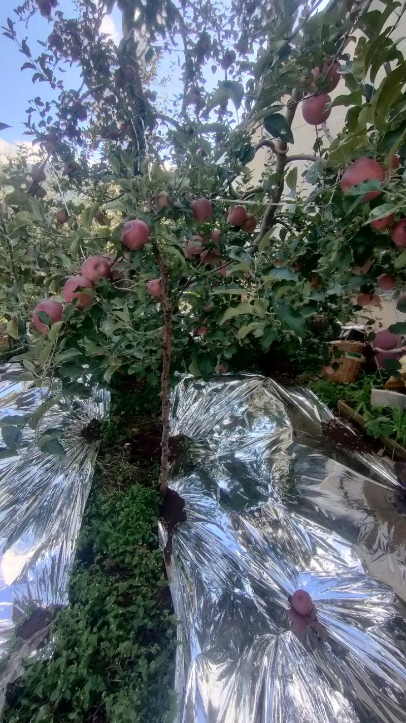 盐源苹果，大凉山丑苹果，四川糖心苹果支持批发零售代办