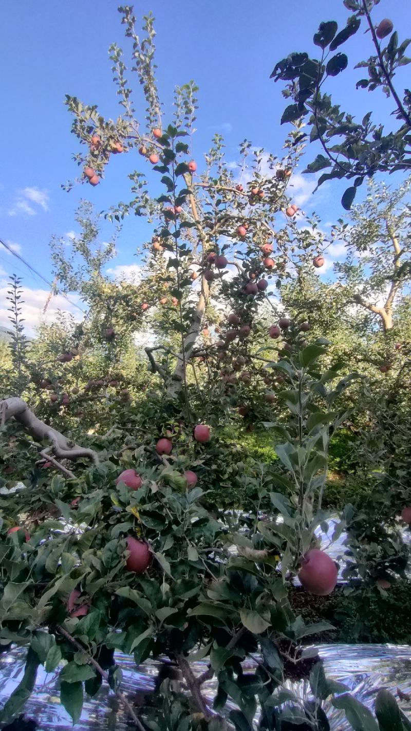 盐源苹果，大凉山丑苹果，四川糖心苹果支持批发零售代办