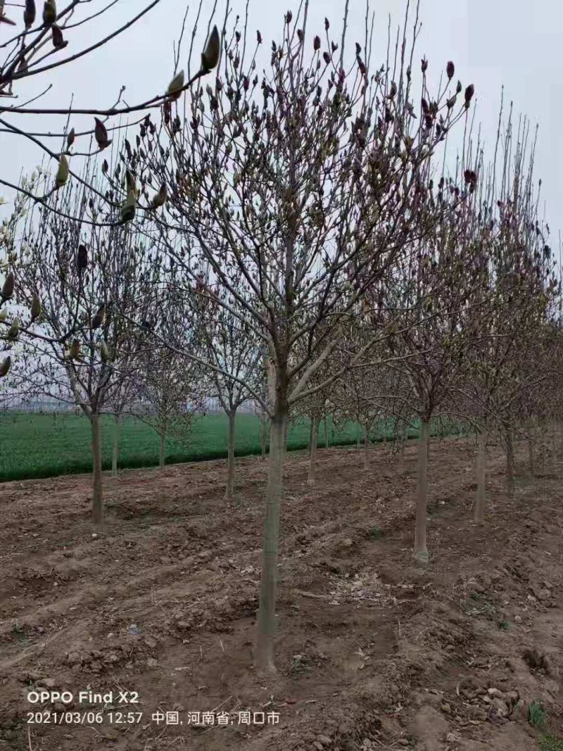 三公分红黄白玉兰苗。树形优美，无病虫害量大。