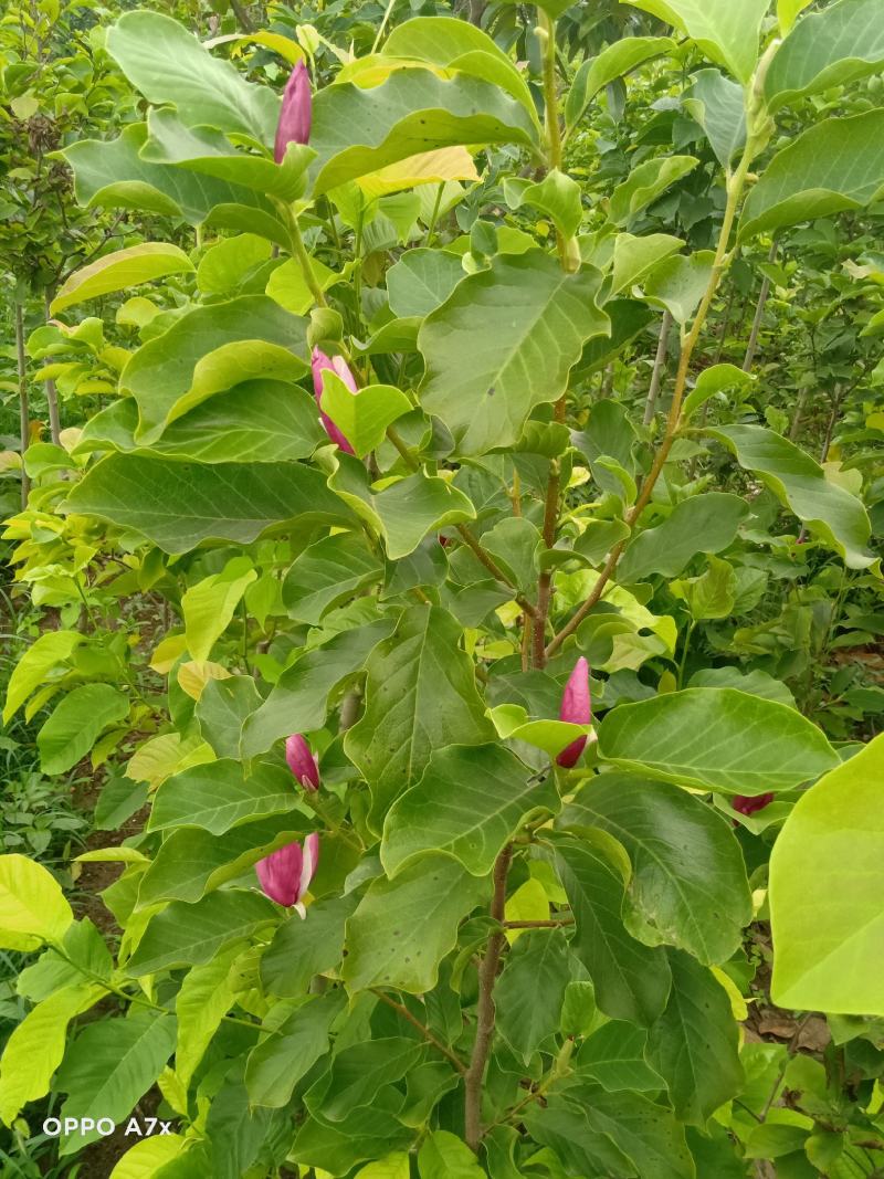 三公分红黄白玉兰苗。树形优美，无病虫害量大。