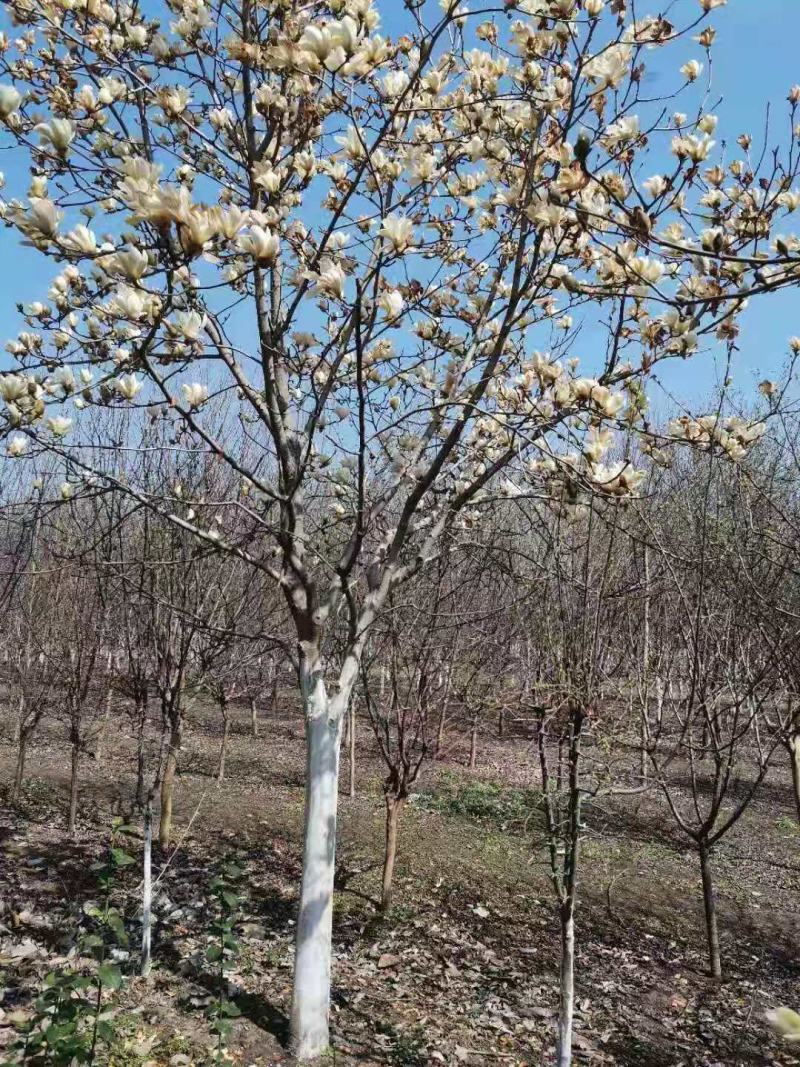 三公分红黄白玉兰苗。树形优美，无病虫害量大。
