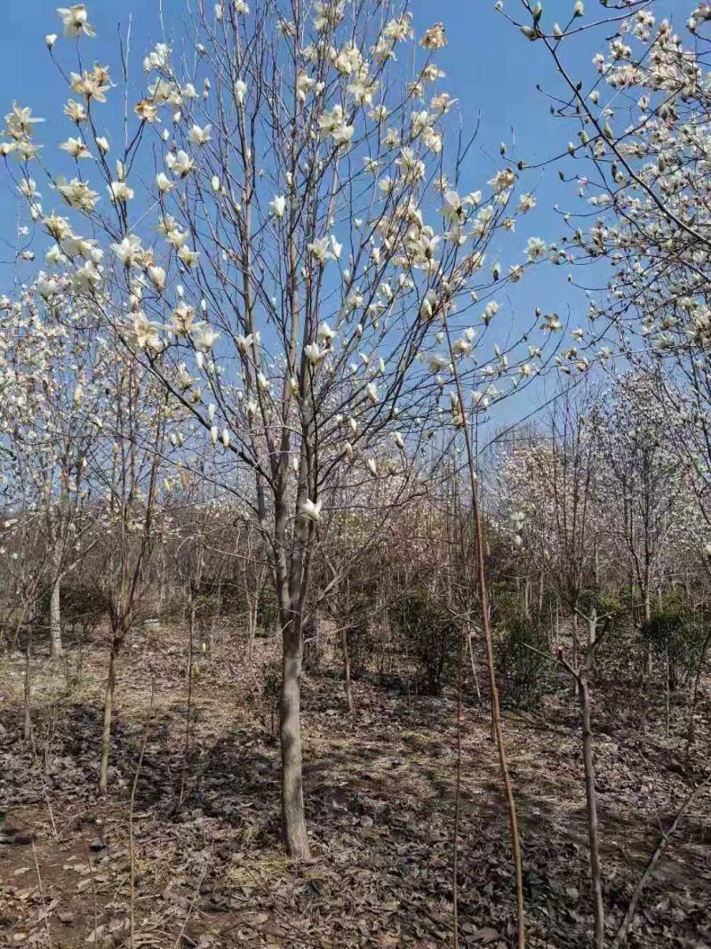 三公分红黄白玉兰苗。树形优美，无病虫害量大。