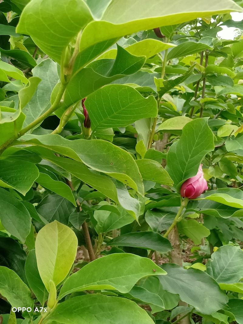 三公分红黄白玉兰苗。树形优美，无病虫害量大。