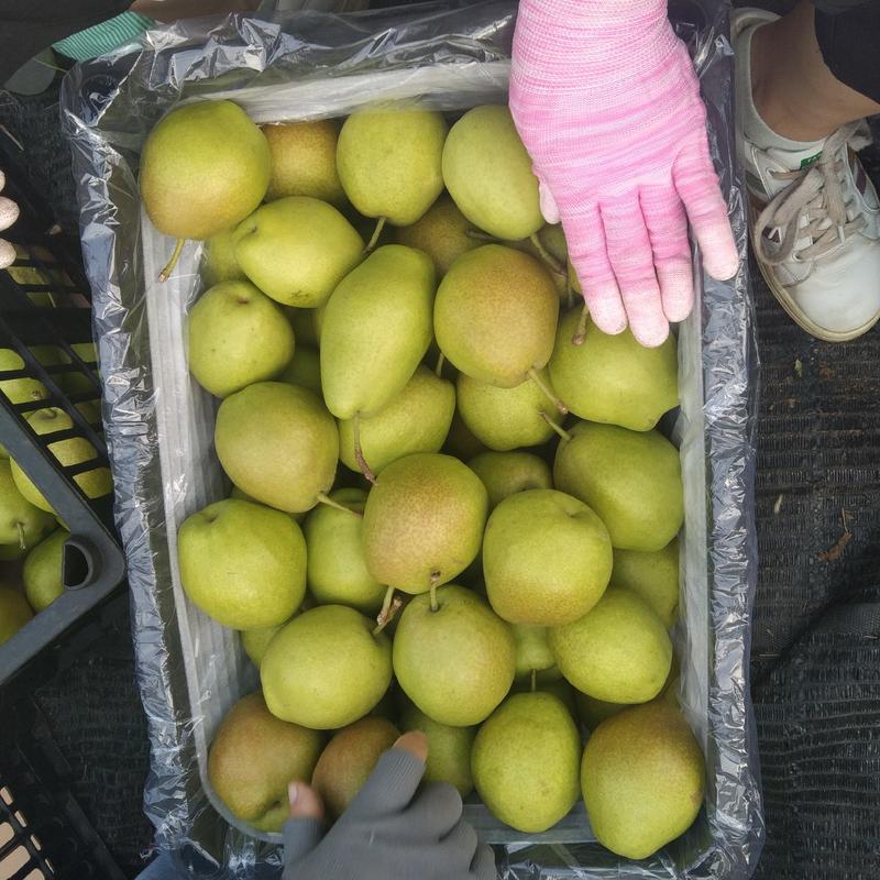 酥梨万荣县有脆又甜的大个王国酥梨大量供应中