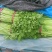山东兰陵精品小香芹菜，大量有货，价格不高，保质保量，