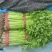 山东兰陵精品小香芹菜，大量有货，价格不高，保质保量，