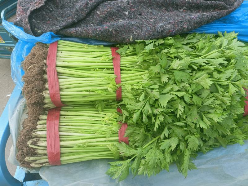 山东兰陵精品小香芹菜，大量有货，价格不高，保质保量，