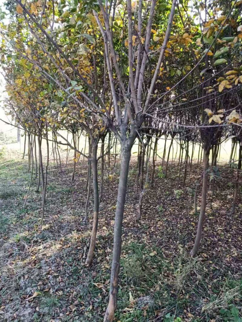 10公分红花晚樱规格多现在挖树中，要的电联。