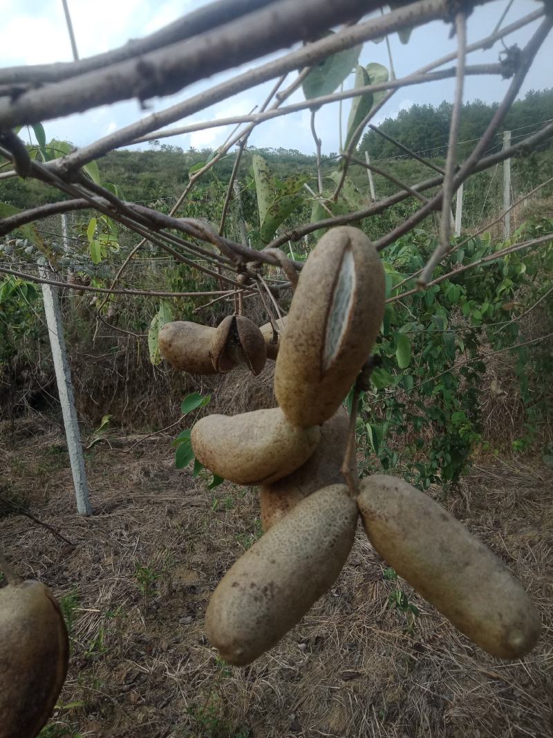 八月瓜