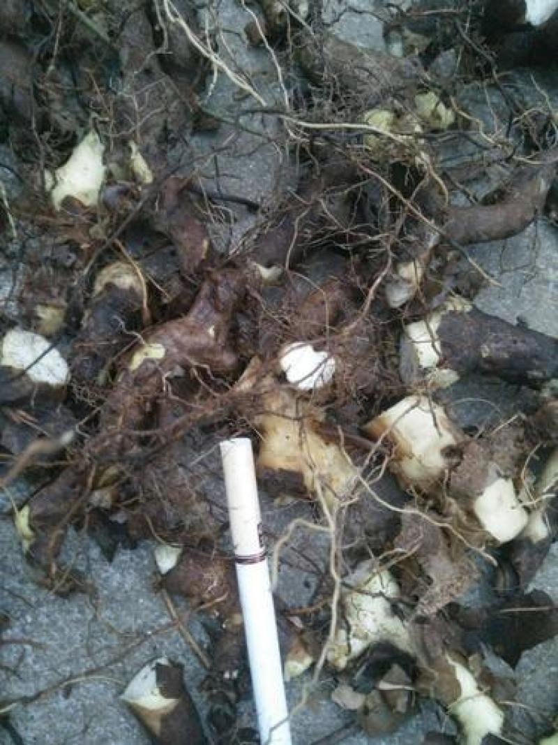 穿山龙穿地龙野生水洗穿山龙切片，干净无杂质量保证！