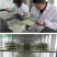 优质麦冬种子玉龙草金边麦冬日本矮麦冬发芽率95