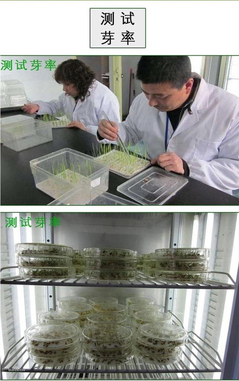 优质麦冬种子玉龙草金边麦冬日本矮麦冬发芽率95