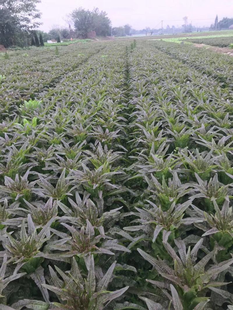 红尖叶莴笋苗子，三青莴笋苗，二青莴笋苗，壮苗！！！！