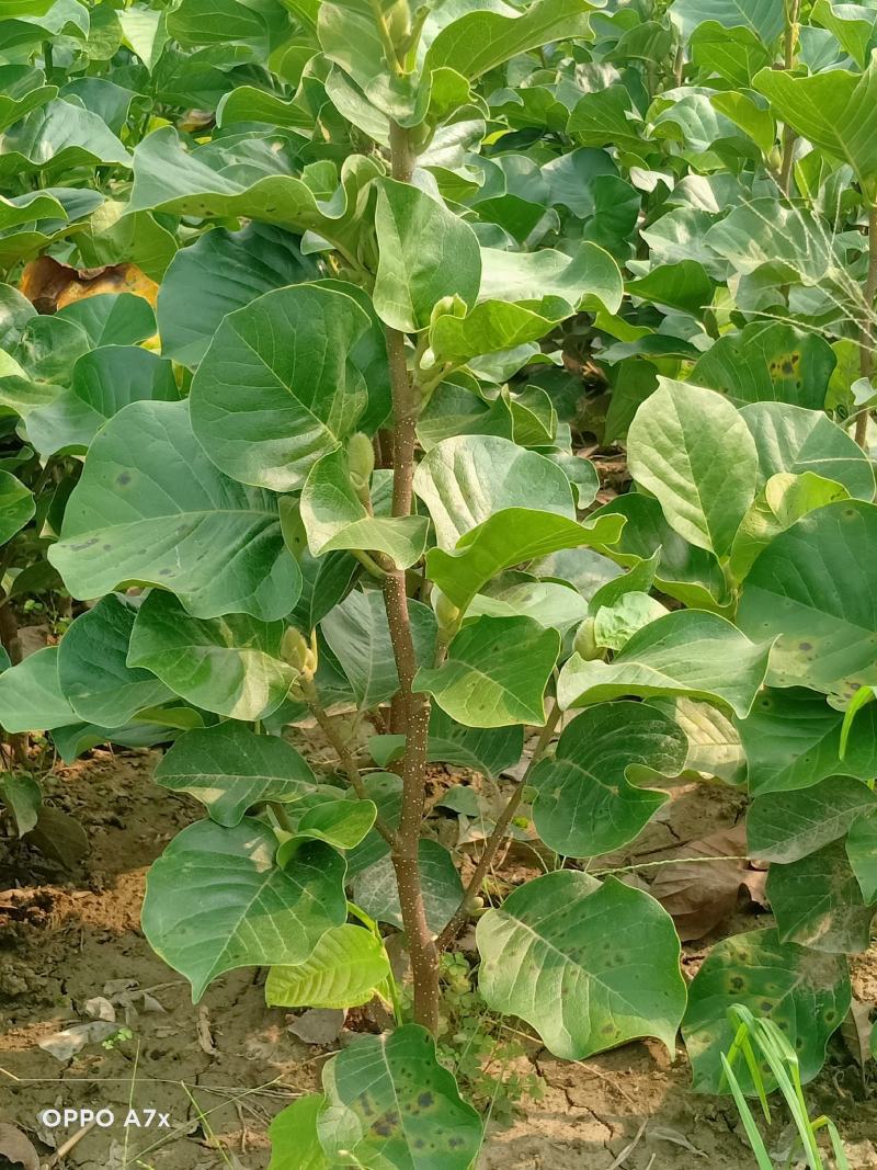 各种规格绿化苗木，带果橘子树苗，矮化玉兰
