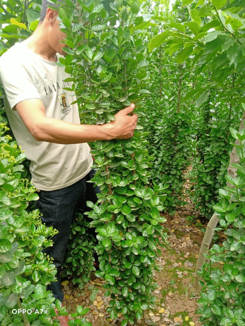 各种规格绿化苗木，带果橘子树苗，矮化玉兰