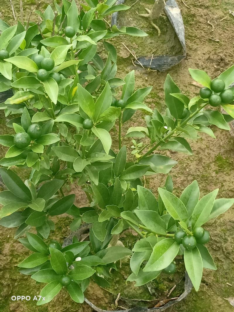 各种规格绿化苗木，带果橘子树苗，矮化玉兰