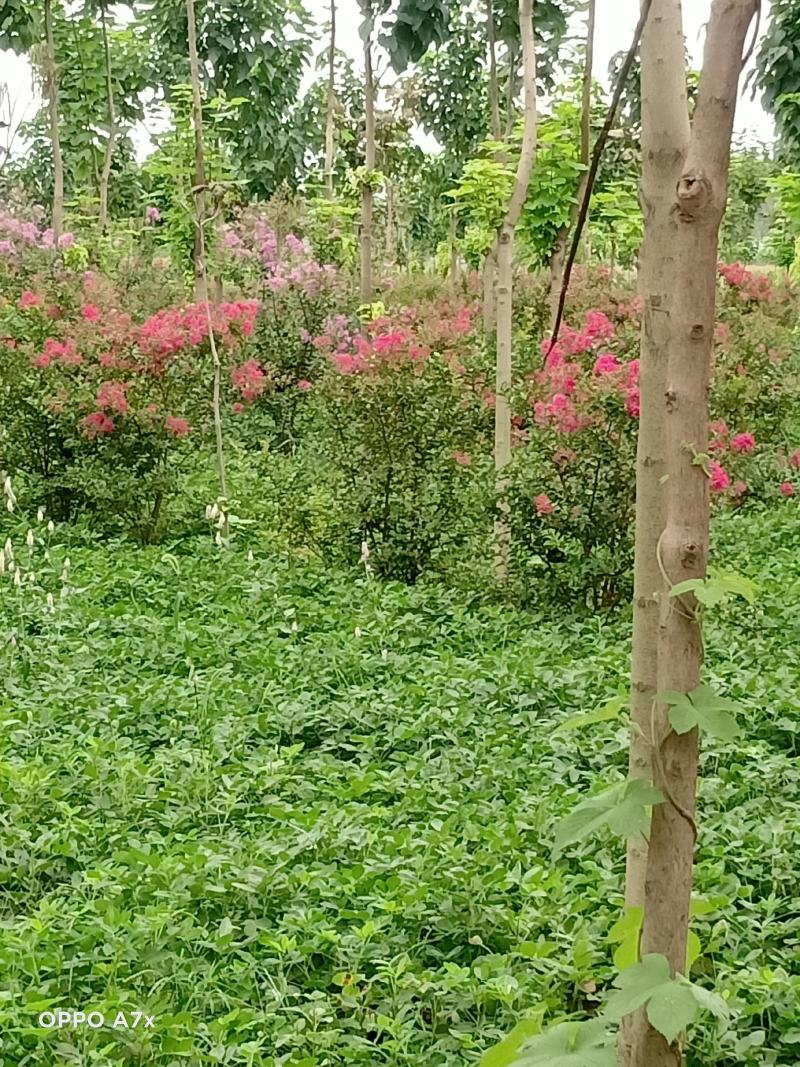 各种规格绿化苗木，带果橘子树苗，矮化玉兰