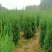 各种规格绿化苗木，带果橘子树苗，矮化玉兰