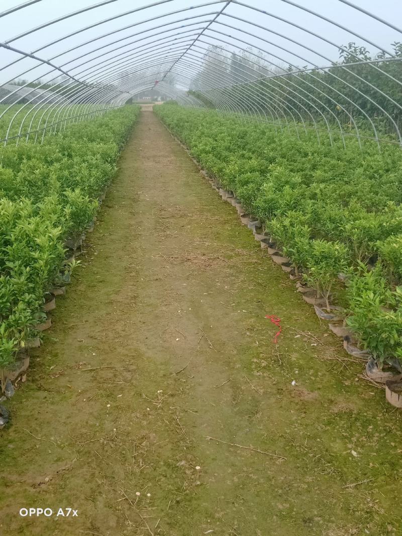 各种规格绿化苗木，带果橘子树苗，矮化玉兰