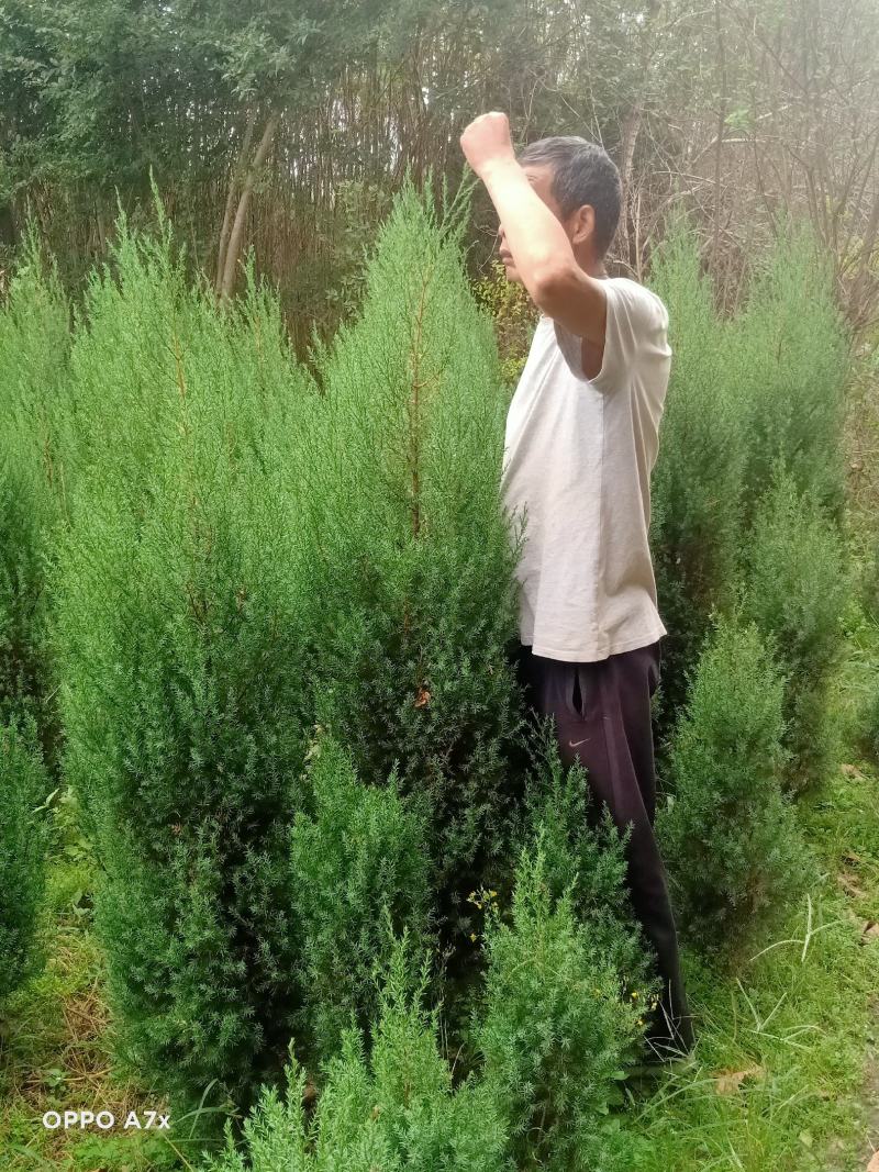 各种规格绿化苗木，带果橘子树苗，矮化玉兰