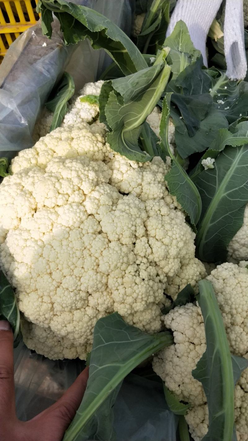 花菜，有机菜花，对接电商平台青梗白面小米菜花，保质保量