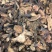 地榆，正品野生地榆片，地榆炭，质量保证欢迎咨询选购！