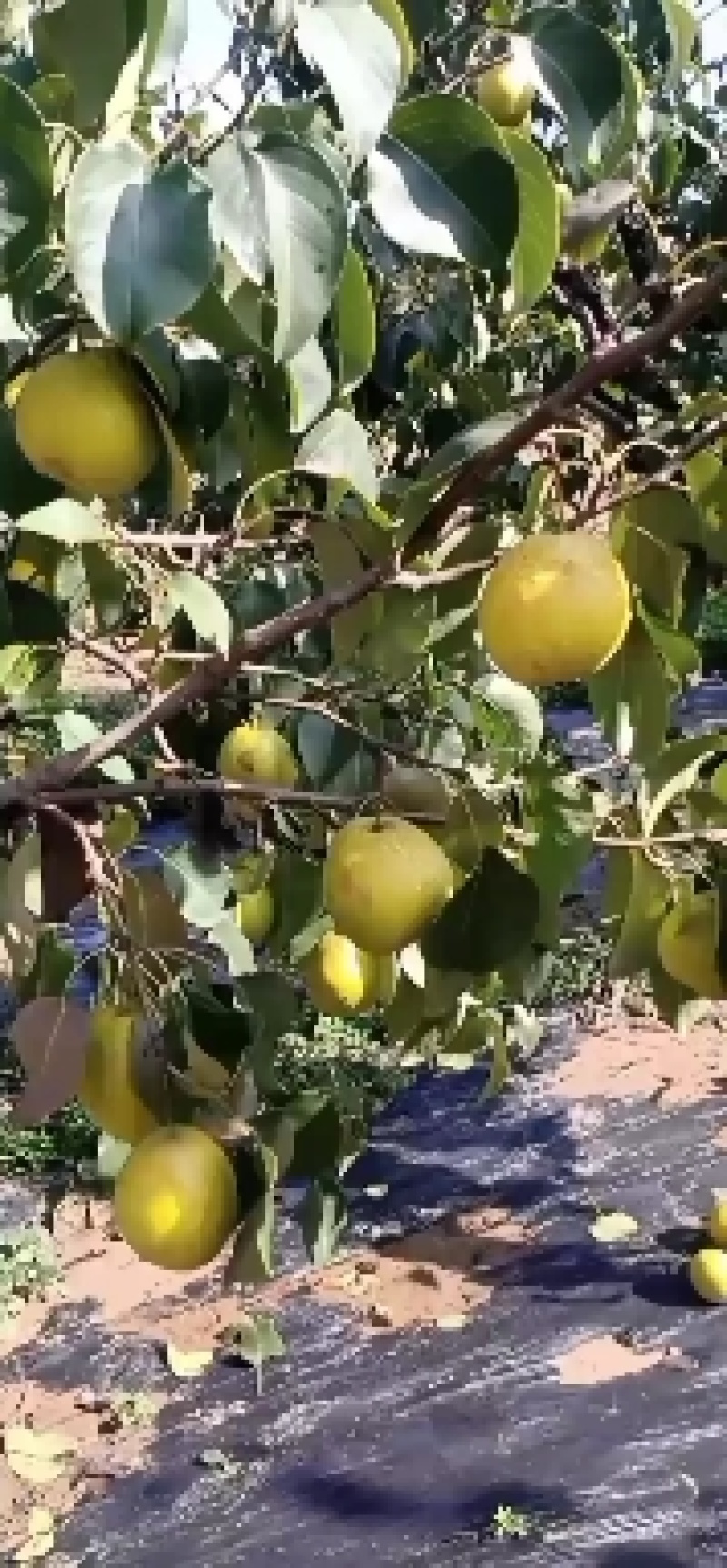 雪花梨