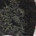 精品芝麻叶