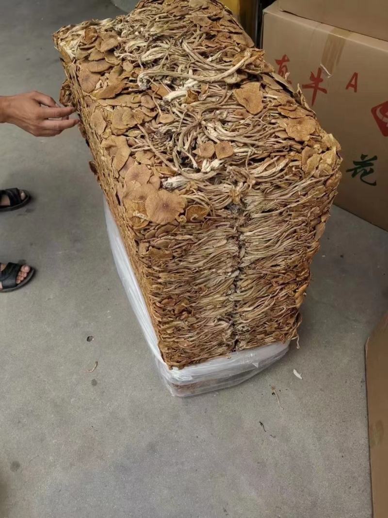 茶树菇