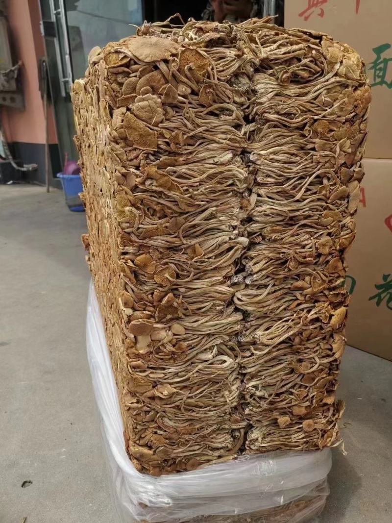 茶树菇