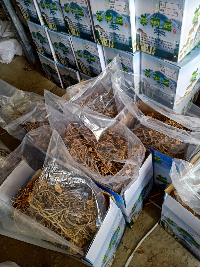 茶树菇