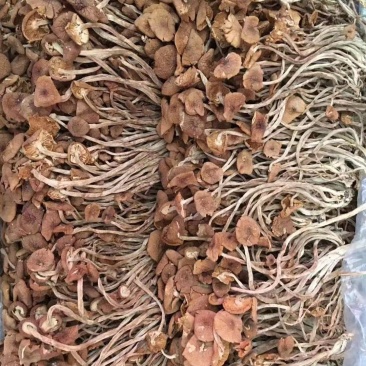 茶树菇