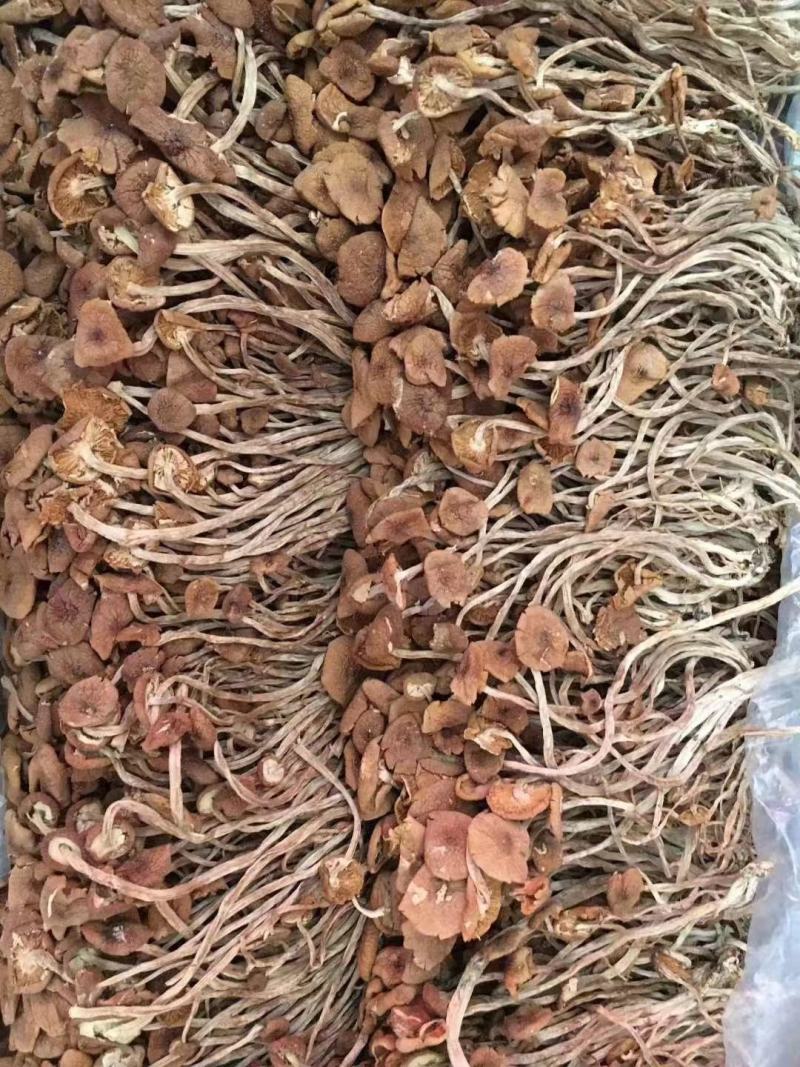 茶树菇