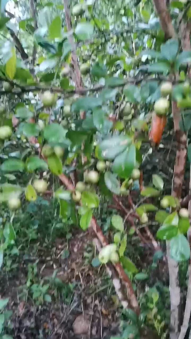 油茶苗各类规格大小齐全支持视频看货，欢迎联系