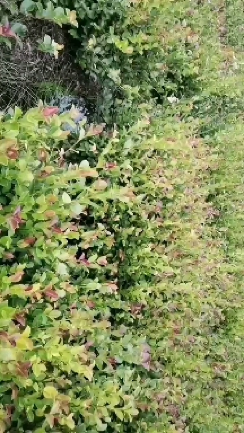 油茶苗各类规格大小齐全支持视频看货，欢迎联系