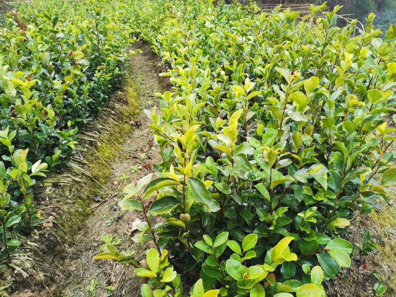 油茶苗各类规格大小齐全支持视频看货，欢迎联系