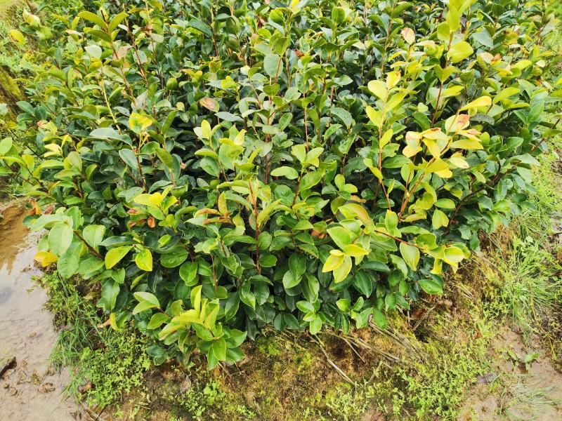 油茶苗各类规格大小齐全支持视频看货，欢迎联系