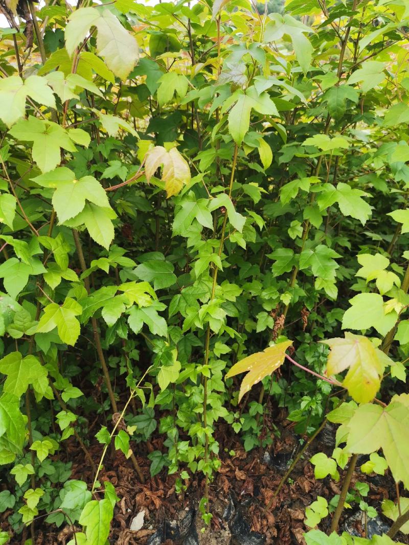 枫香绿化苗木货量充足基地直发欢迎有需要的老板联系