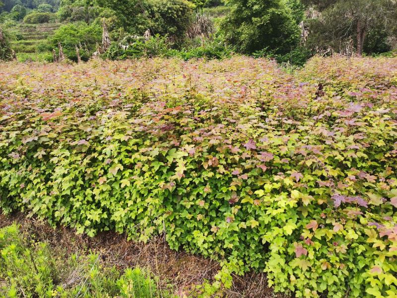 枫香绿化苗木货量充足基地直发欢迎有需要的老板联系