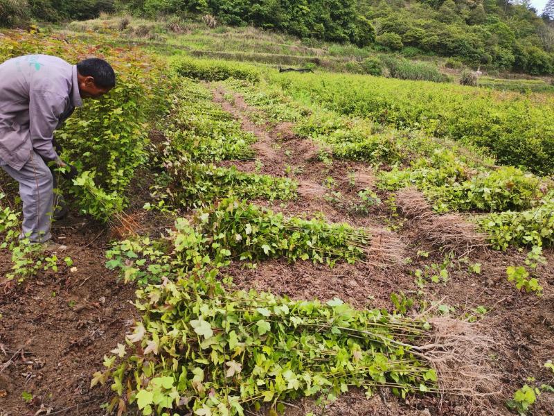 枫香绿化苗木货量充足基地直发欢迎有需要的老板联系