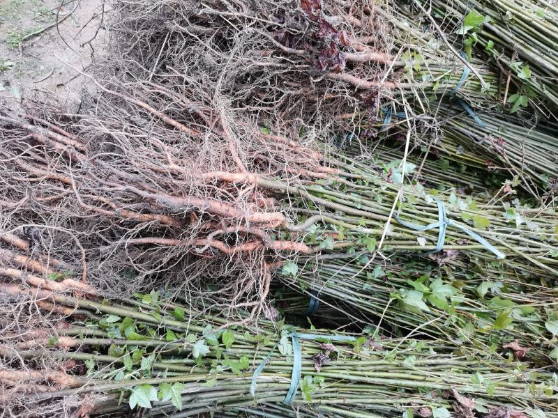 枫香绿化苗木货量充足基地直发欢迎有需要的老板联系