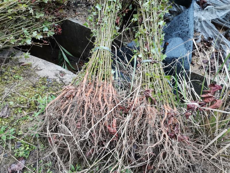 枫香绿化苗木货量充足基地直发欢迎有需要的老板联系