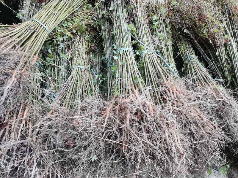 枫香绿化苗木货量充足基地直发欢迎有需要的老板联系