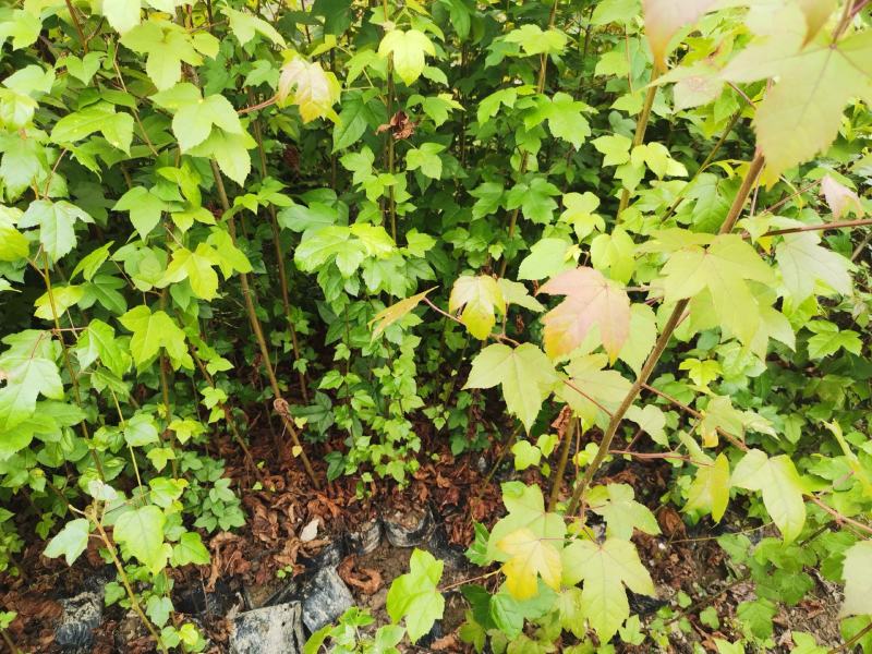 枫香绿化苗木货量充足基地直发欢迎有需要的老板联系