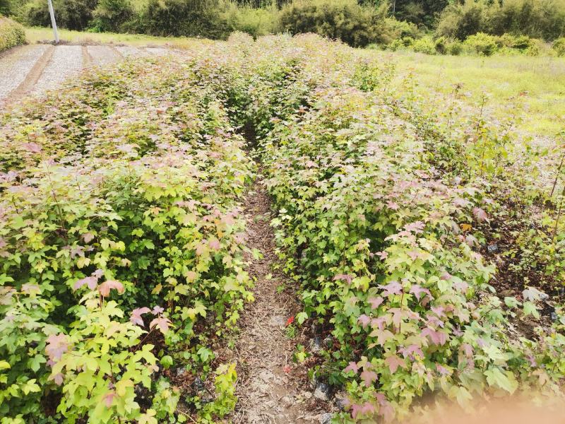 枫香绿化苗木货量充足基地直发欢迎有需要的老板联系
