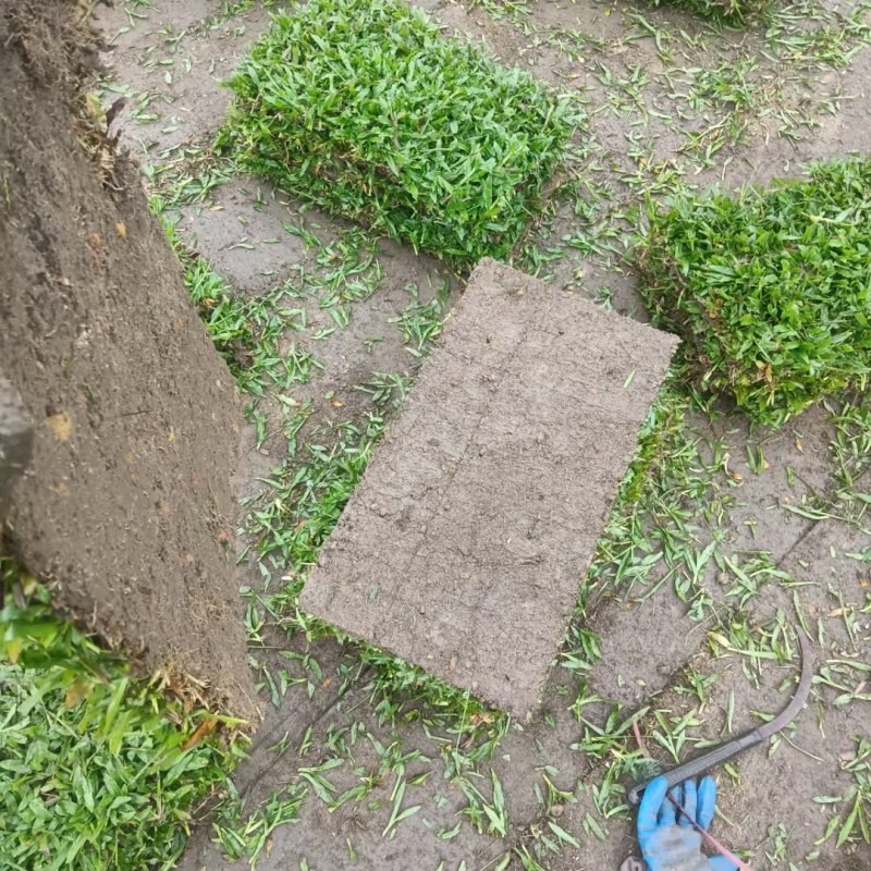 绿化草坪，马尼拉草皮，大叶油草皮，台湾草，百慕大，等等